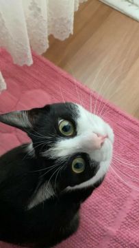 Gato preto e branco disponível para adoção