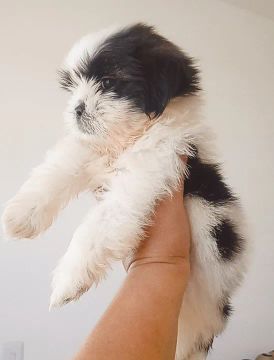 Filhote Shih Tzu Raça Padrão 