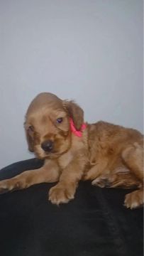 Filhote de Cocker Spaniel Inglês