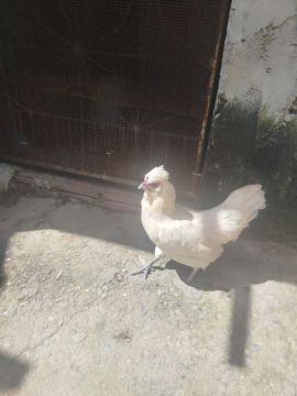 Galinha 