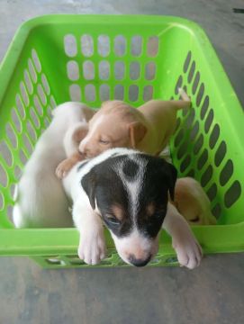 Doação de filhote de pit-bull mestiço