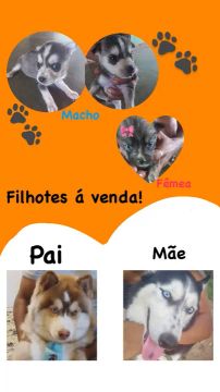 Filhotes de husky siberiano.