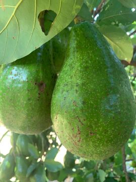 Abacateiros em produção