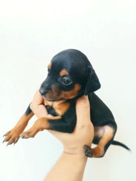 Filhote de Pinscher número,2