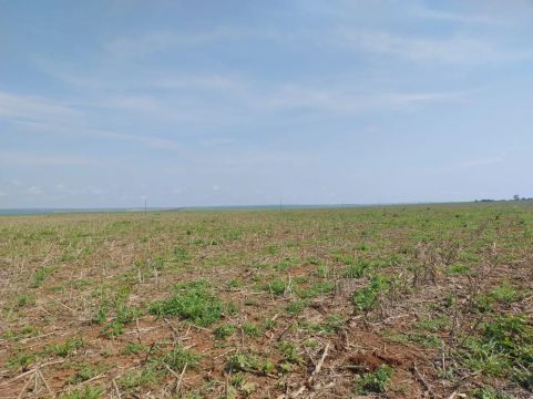 Fazenda de arrendamento 1.500 hect em campo verde MT. 8 sacas por hect