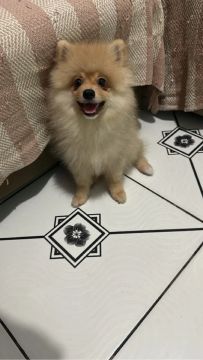 SPITZ ALEMÃO 