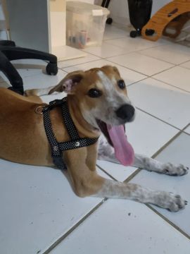 Filhote de cachorro disponível para adoção
