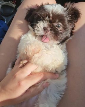 Filhote Shih Tzu chocolate