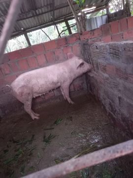 Porco para venda