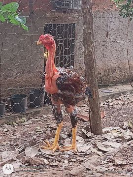 Criatório Caneleiro 