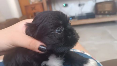 Filhote Shih Tzu - Femea 