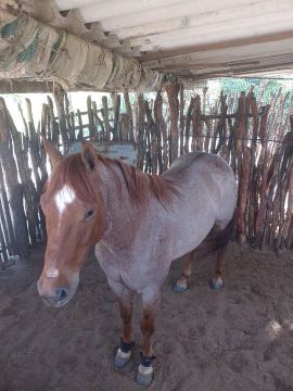 Cavalo quarto de milha 