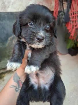 Poodle preto