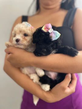 Lindas filhotes de Poodle Toy