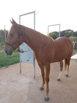 Quanto Custa Um Cavalo Pangar Arquivos Go Outside Experimente A Adrenalina Das Apostas