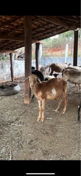 Ovelhas e Carneiro 