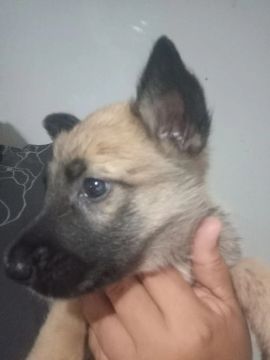 Filhote de Pastor  belga malinois 