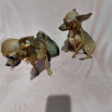 Chilhalha com pinscher macho com 60 dias com vasina 