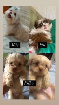 Shih tzu