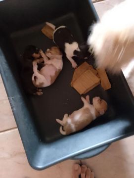 Filhotes de Pincher 1 com Shituz raça pequena 