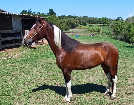 Vendo cavalo marcha PICADA em 30 parcelas 