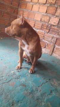 Filhote Pitbull monster