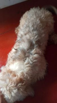 Filhote de poodle 200reais 