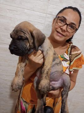 Filhote de Fila Brasileiro