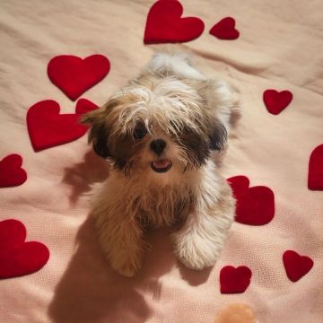 Shih Tzu fêmea Fofinhaaa