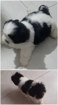 Filhote de shihtzu 
