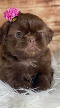Shih Tzu filhote chocolate e tricolor 