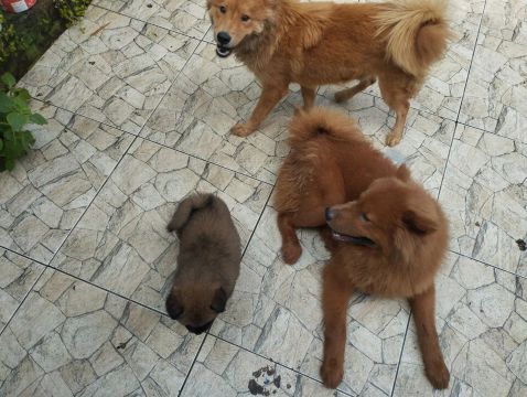 filhotes de Chow-Chow