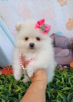 Lulu da pomerânea  Fêmea  Valor 3300,00