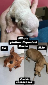 Pinther 1 macho 