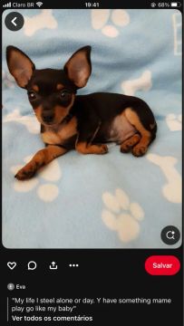 Filhote de Pinscher Miniatura