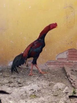 Galo indio