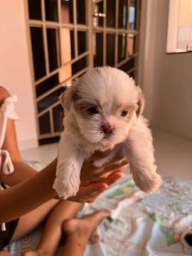 Filhote Shih Tzu 