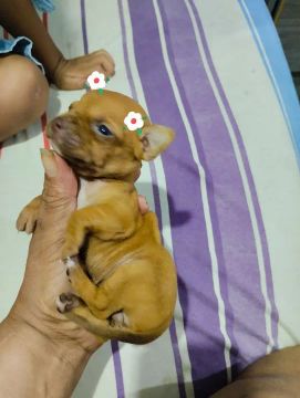 Pinchi n 0 fêmea só tem ela