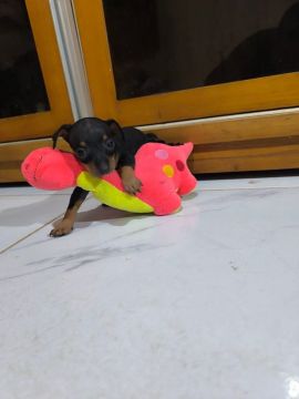 Filhote de Pinscher Miniatura