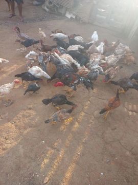 Galinhas índia 