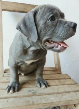 Filhote de American Bully com 70 dias 