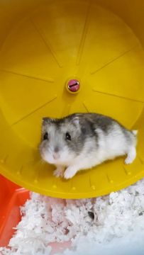 Hamster anão russo para venda