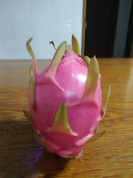 Vendo mudas de pitaya Branca 