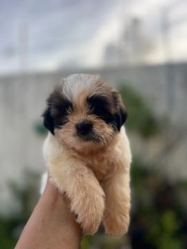 Shih Tzu filhote 