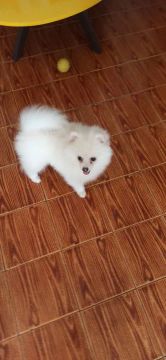 Filhote de Spitz Alemão