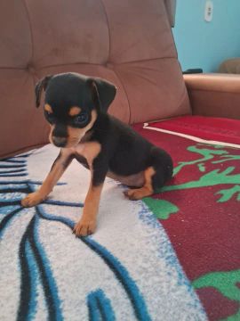 Filhote de Pinscher Fêmea 