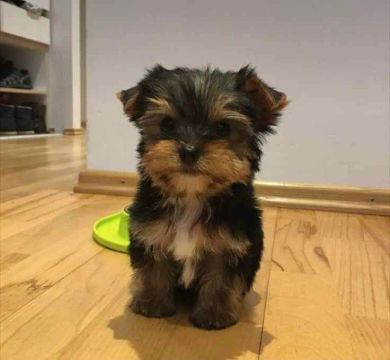 filhote Yorkshire Terrier, felicidade garantida em um pacotinho de pelo!