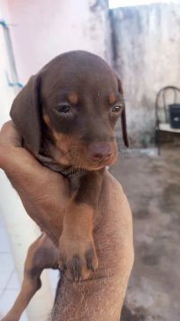 Filhote de Dachshund Chocolate
