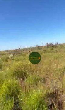 Fazenda à venda, por R$ 45.000.000 - Zona Rural - Corumbá/MS