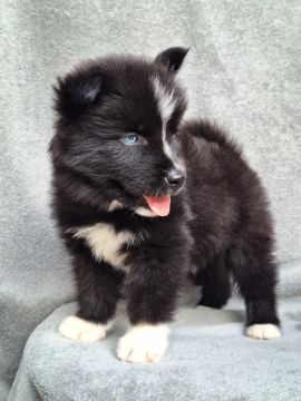 Filhote de Husky Super Woolly 60 dias - Fêmea 
